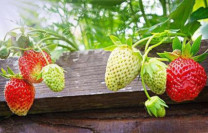 B社官网代码藏玄机  《上古卷轴4》重制版即将公布